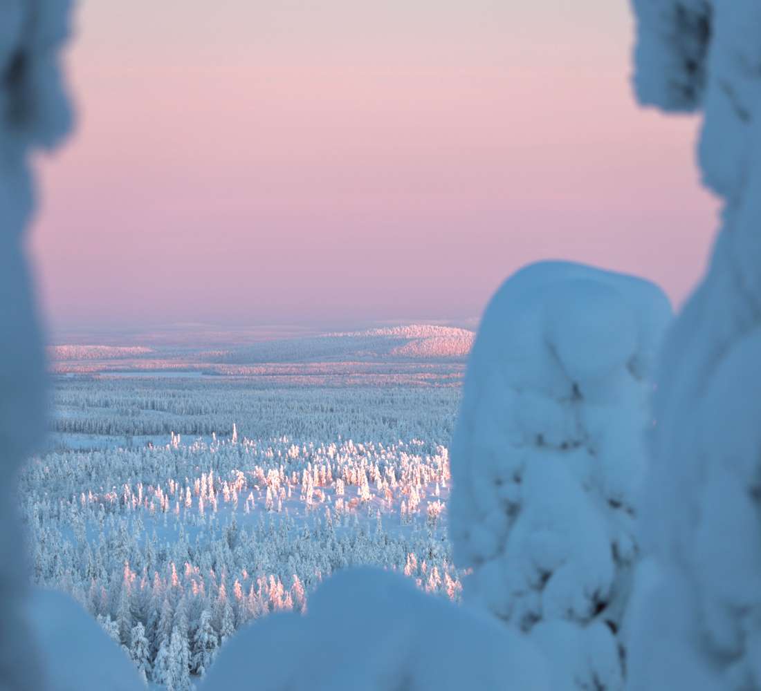 Tykkylumipuut Ruka-Kuusamon talvessa, kuva Salla Karhumaa