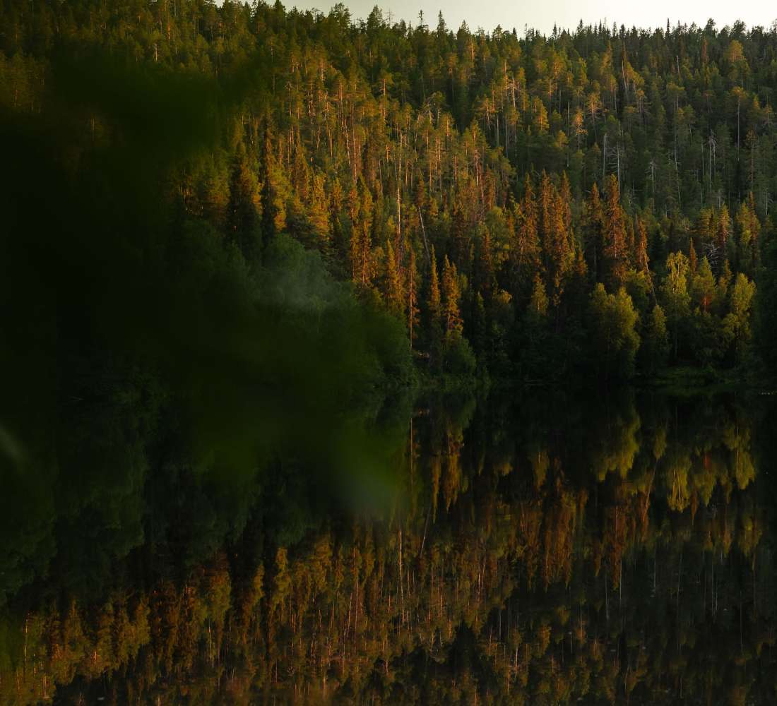 Oulankajoen metsäinen rantamaisema. Kuva Jani Kärppä.