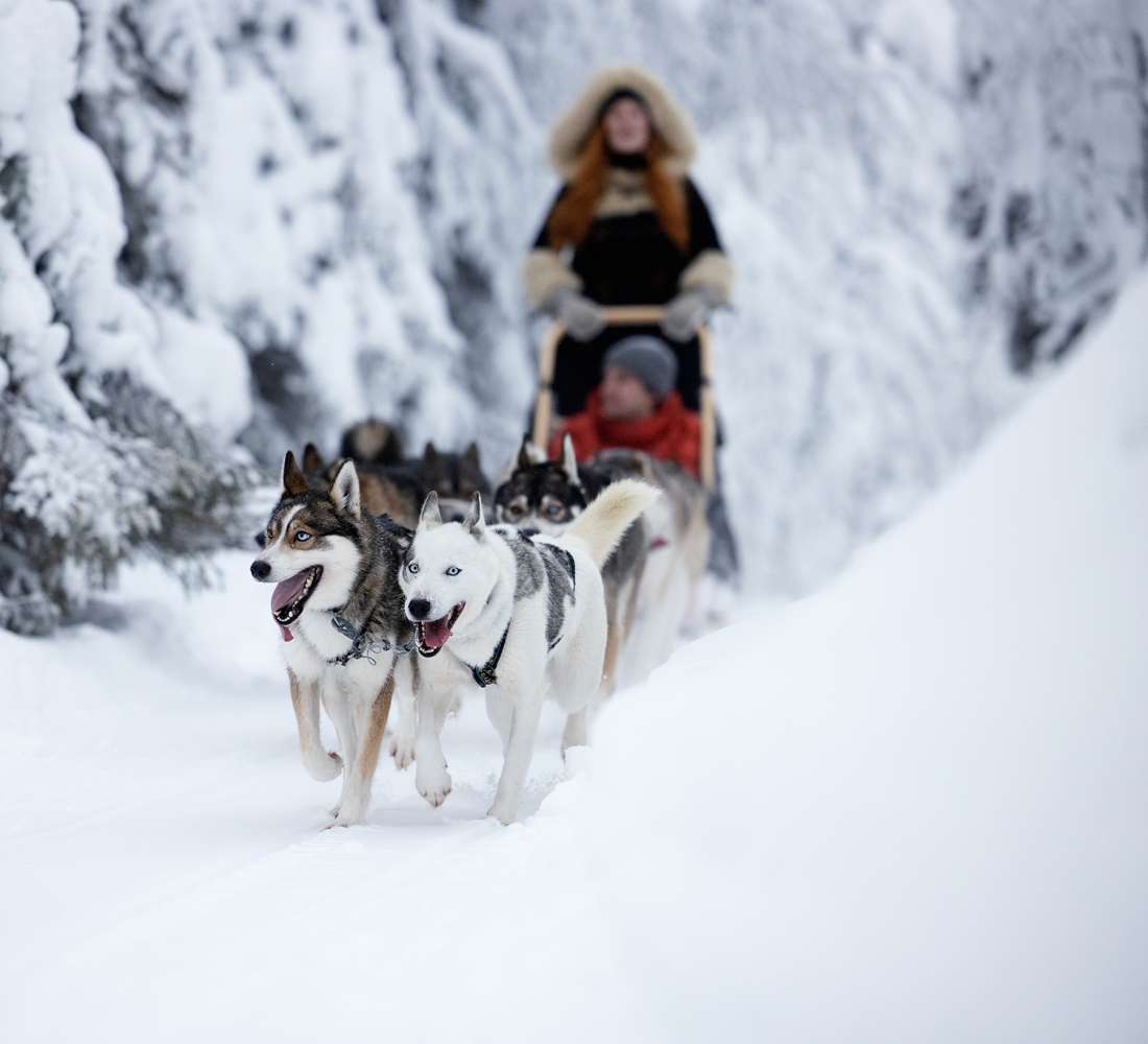Huskyajelulla Ruka-Kuusamossa. Kuva Harri Tarvainen