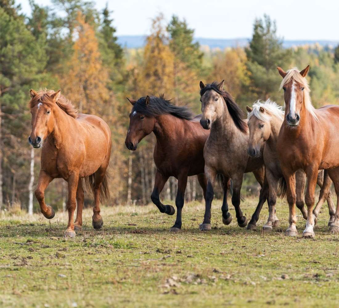 Horses enjoying summer at Ruka-Kuusamo, Lapland, Finland. Photo by Ruska Laukka