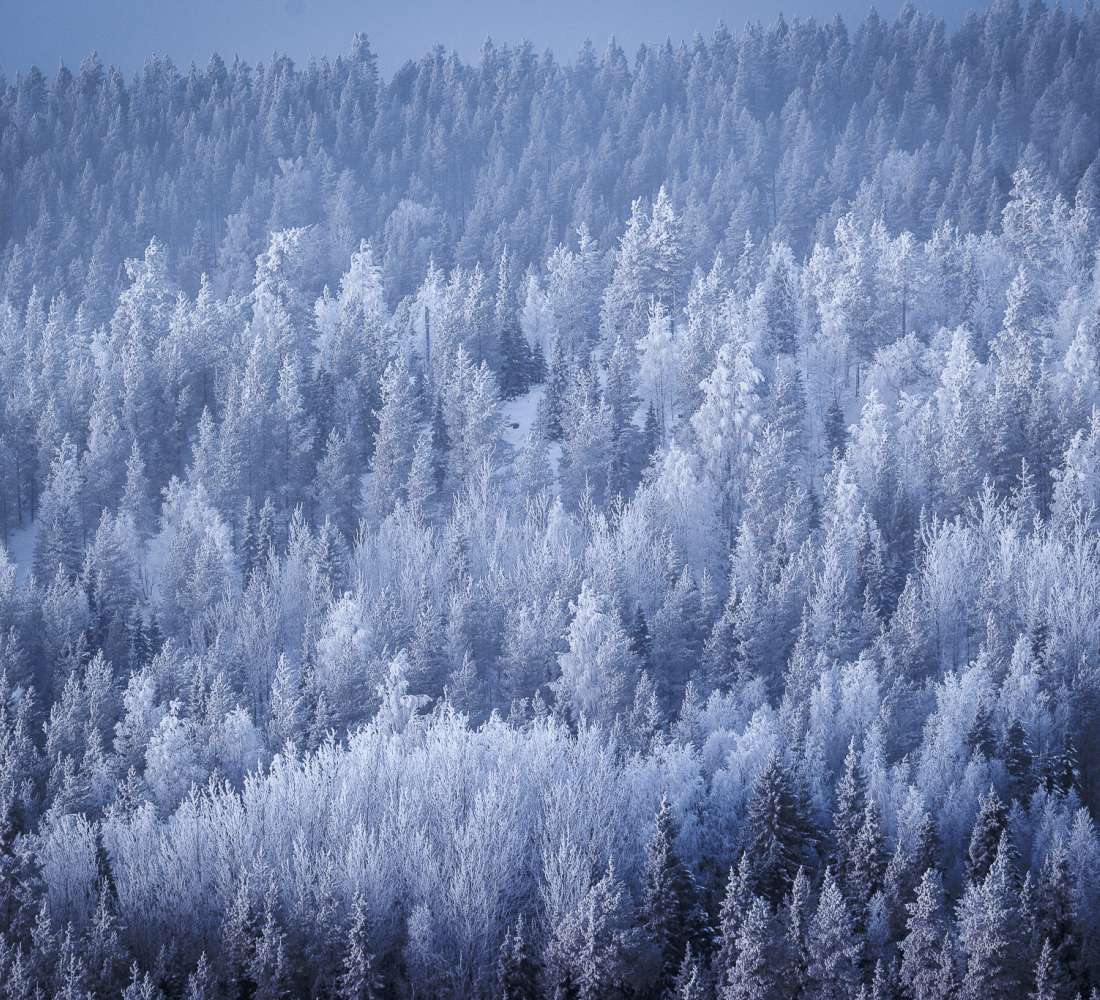 Alkutalven luminen metsä Kuusamossa. Kuva Mikko Santasalo