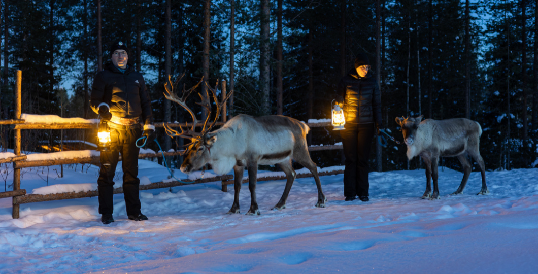 Mara-poro lähdössä iltakävelylle lyhtyjen valossa