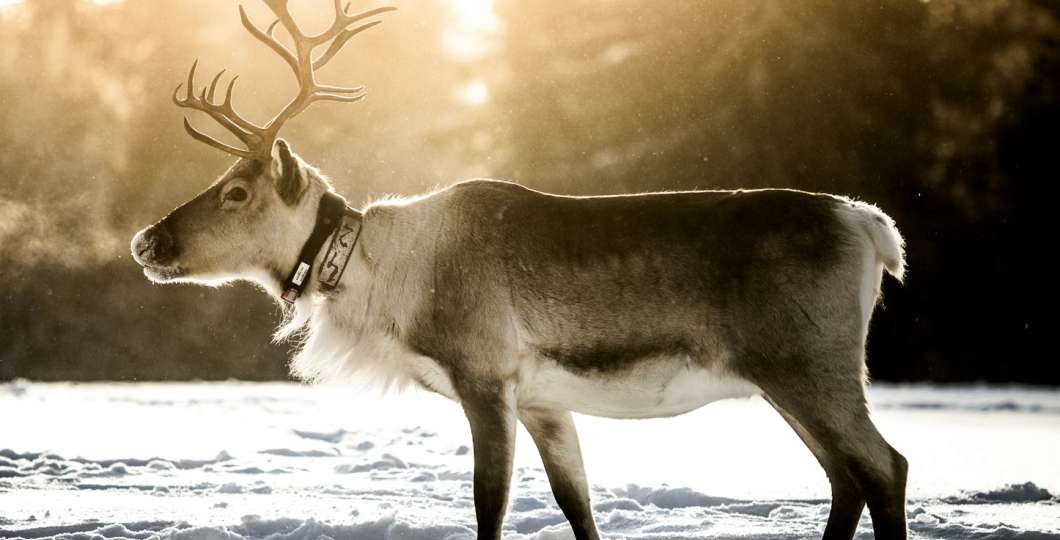 Upea poro talvella. Kuva Ruka Safaris