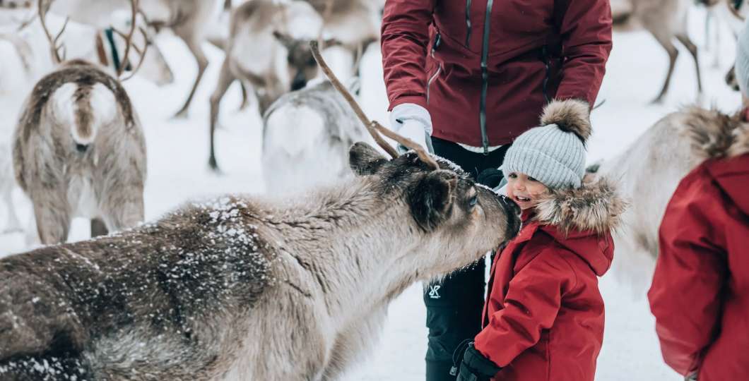 Porojen aamuruokinta. Kuva Ruka Safaris