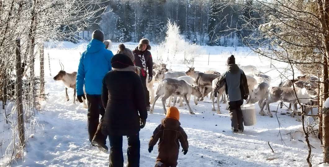 Feeding reindeer at Kujala Reindeer Farm