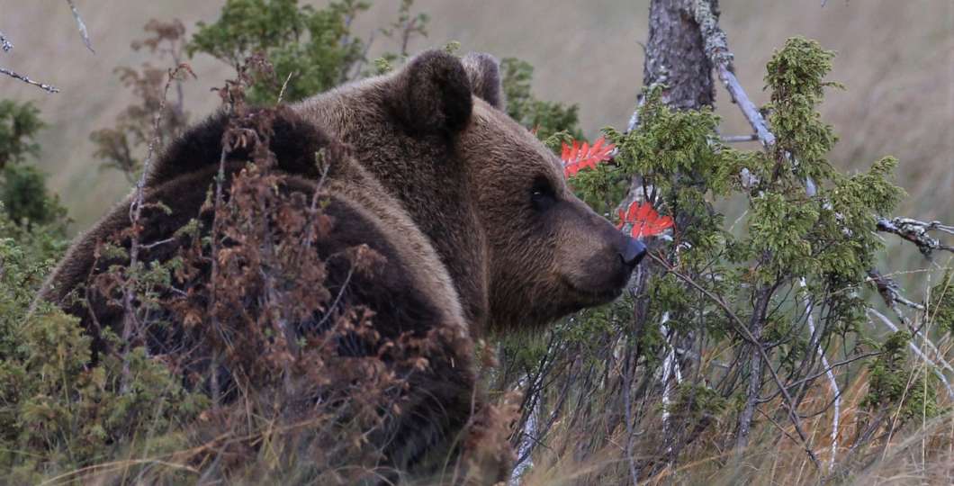 Karhunkatselua Kuusamossa. Kuva Karhu-Kuusamo. 