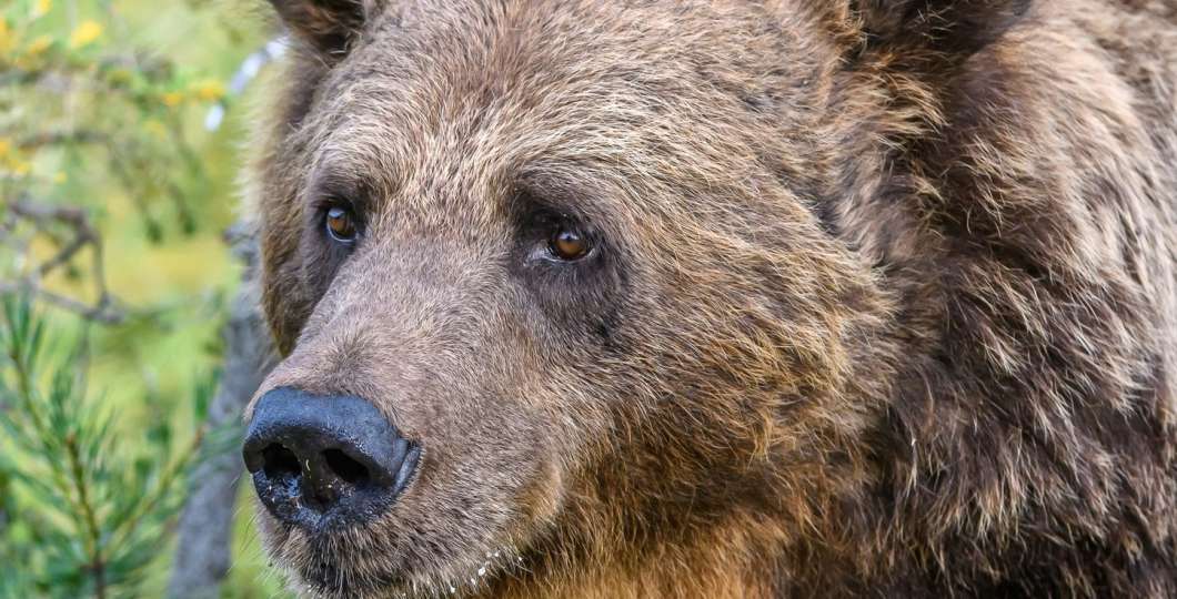 Karhunkatselua Kuusamossa. Kuva Taiga Bear Kuusamo.