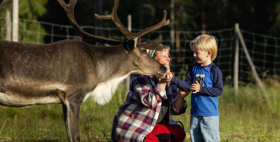Poron ruokintaa kesällä porotilavierailulla Palosaaren Porotilalla. Kuva Kotacollective / Harri Tarvainen