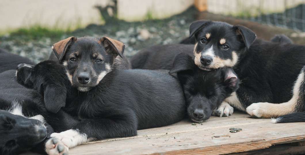 Husky puppies