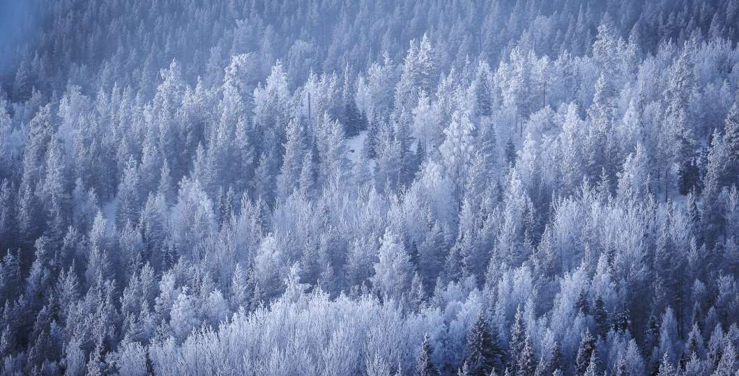 Snowy forest during early winter in Kuusamo. Photo Mikko Santasalo